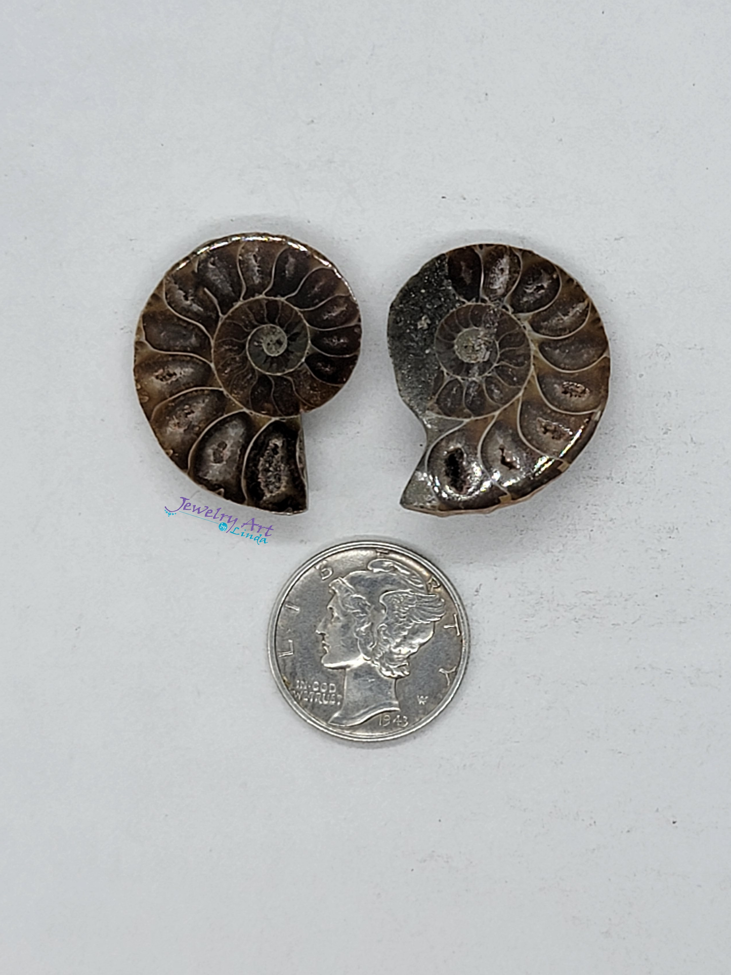 Ammonite FS-x-x-00043