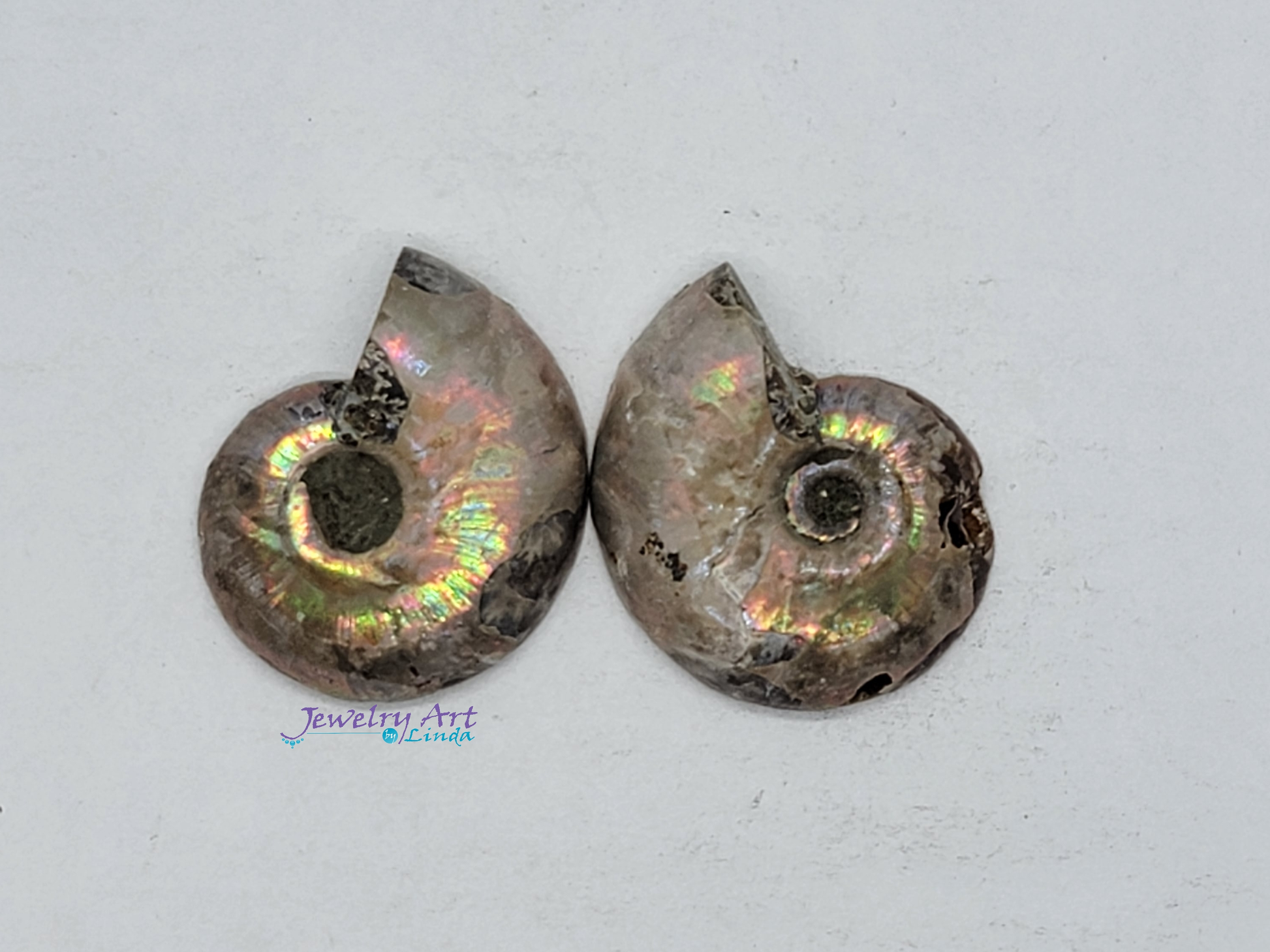 Ammonite FS-x-x-00042