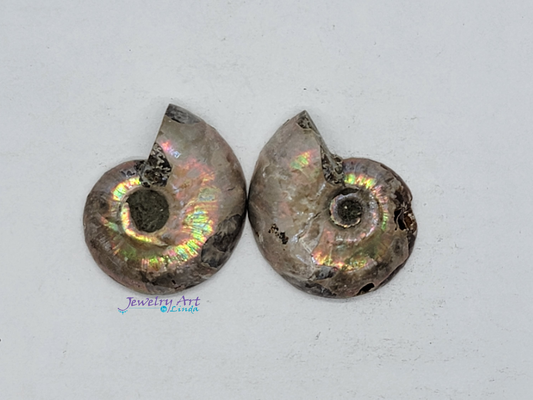 Ammonite FS-x-x-00042