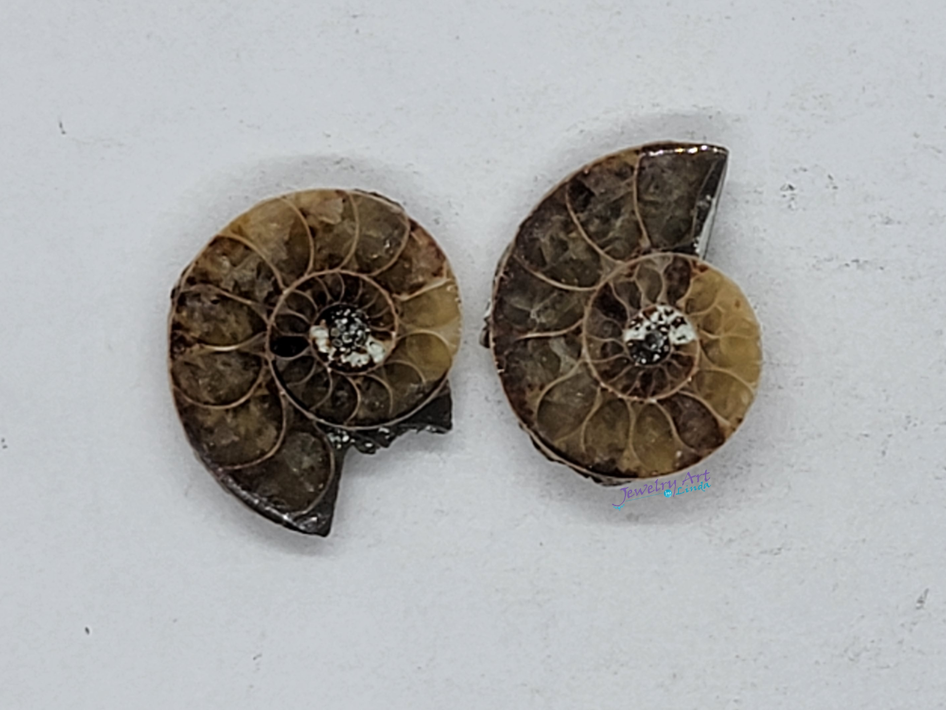 Ammonite FS-x-x-00039