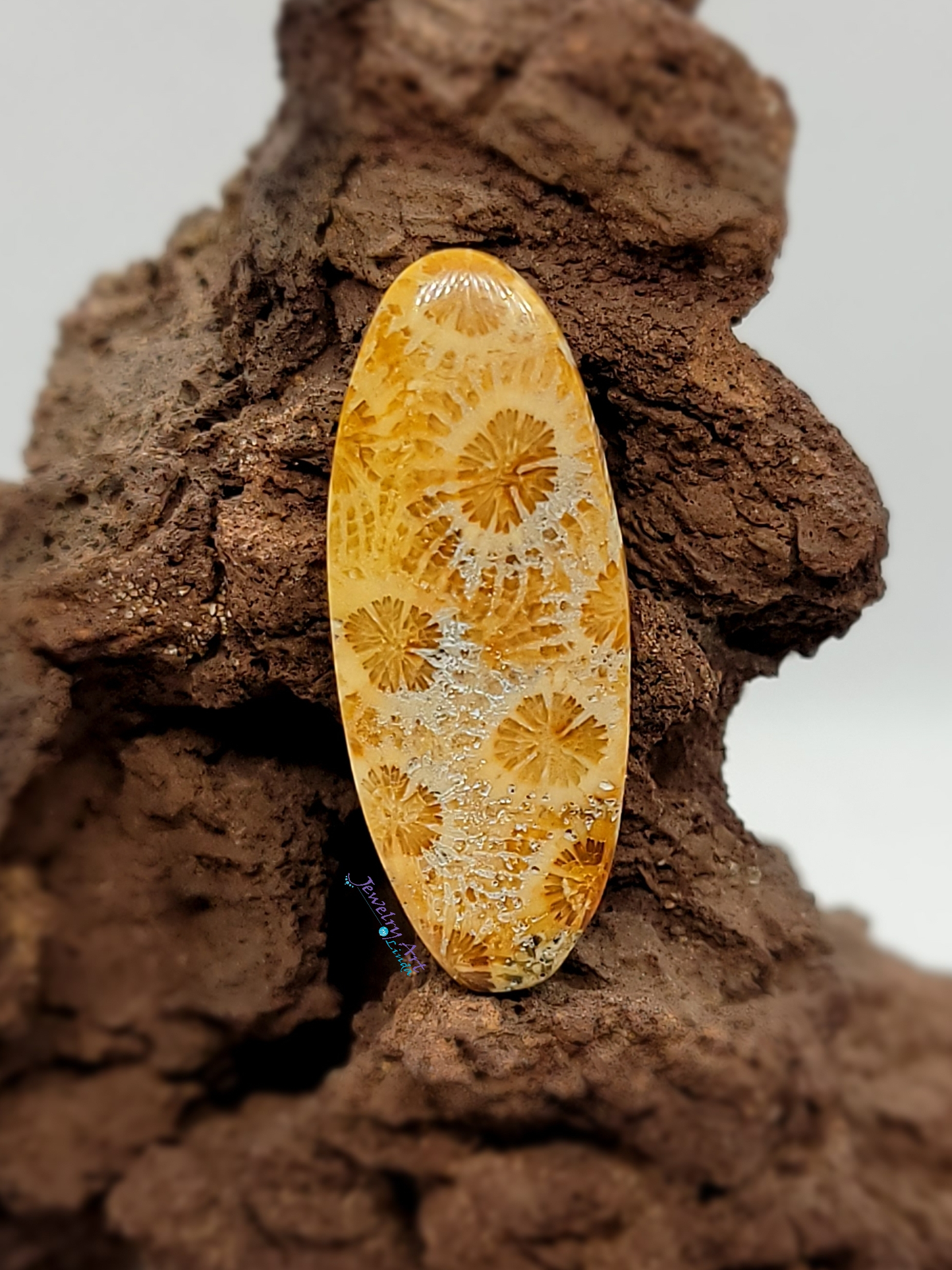 Petrified Coral FS-x-x-00047