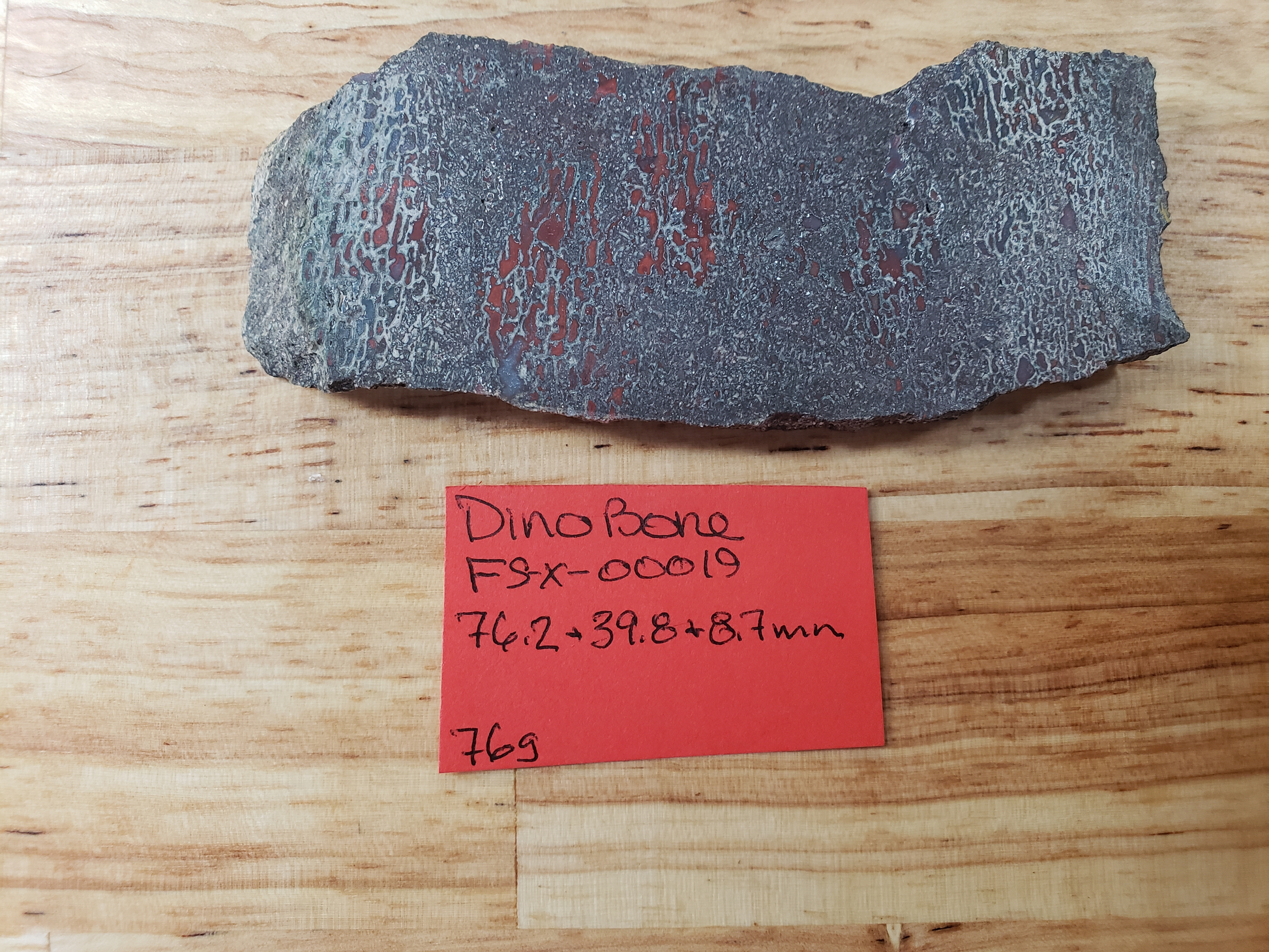 Dino Bone FS-x-00019