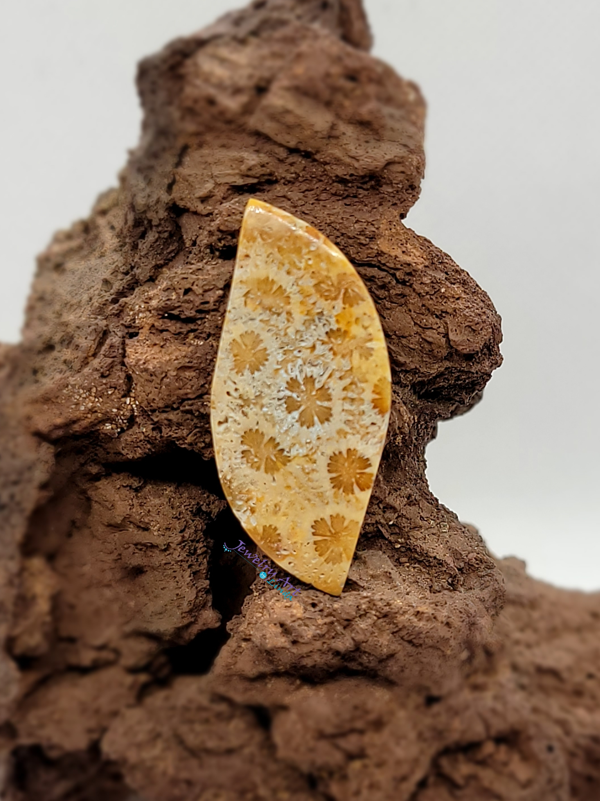 Petrified Coral FS-x-x-00048