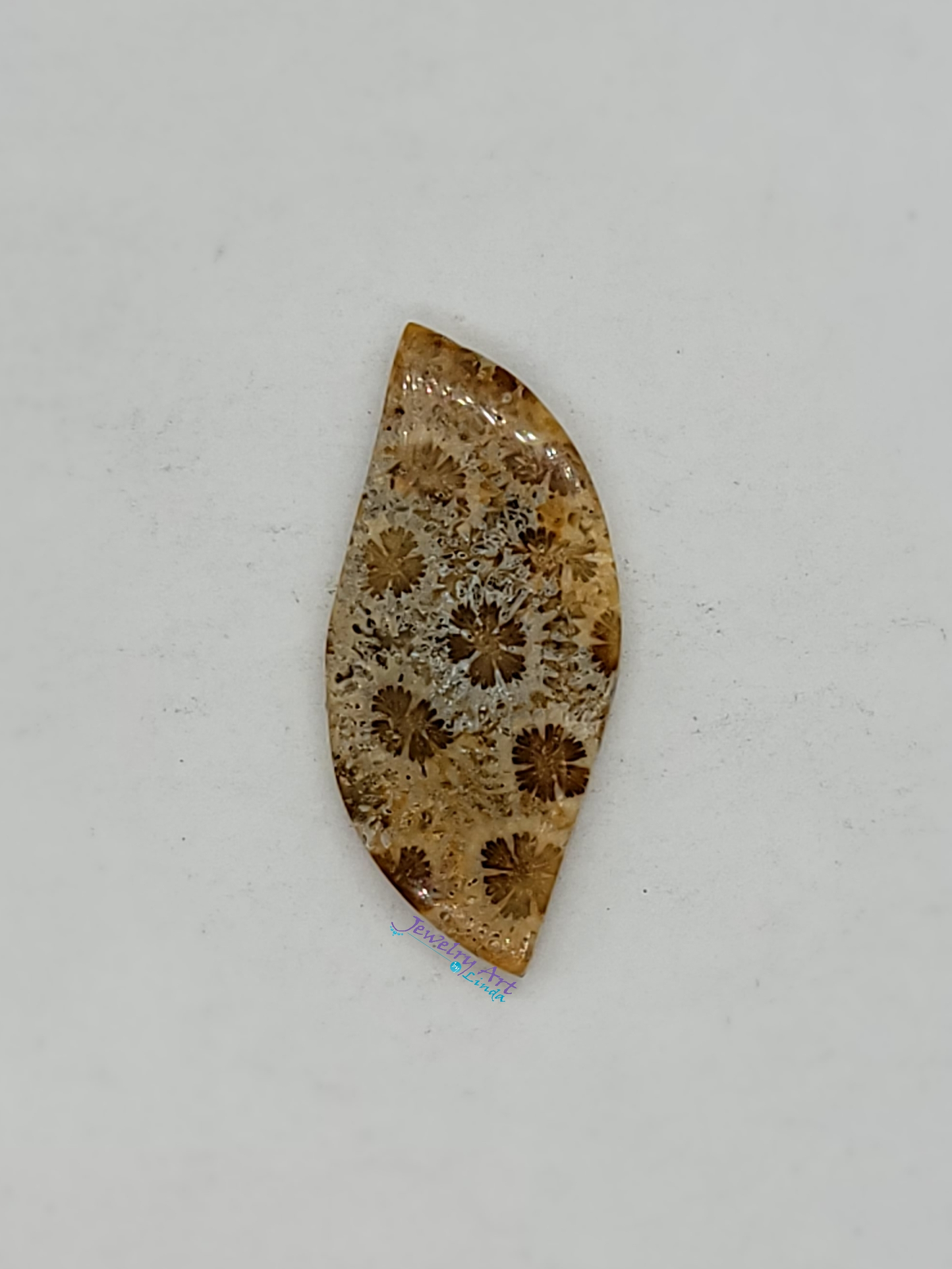 Petrified Coral FS-x-x-00048