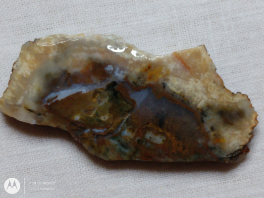 Coprolite FS-00006-08