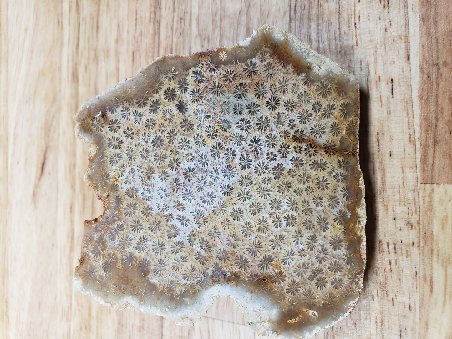 Petrified Coral FS-x-00024