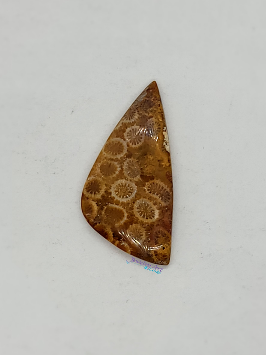 Petrified Coral FS-x-x-00050