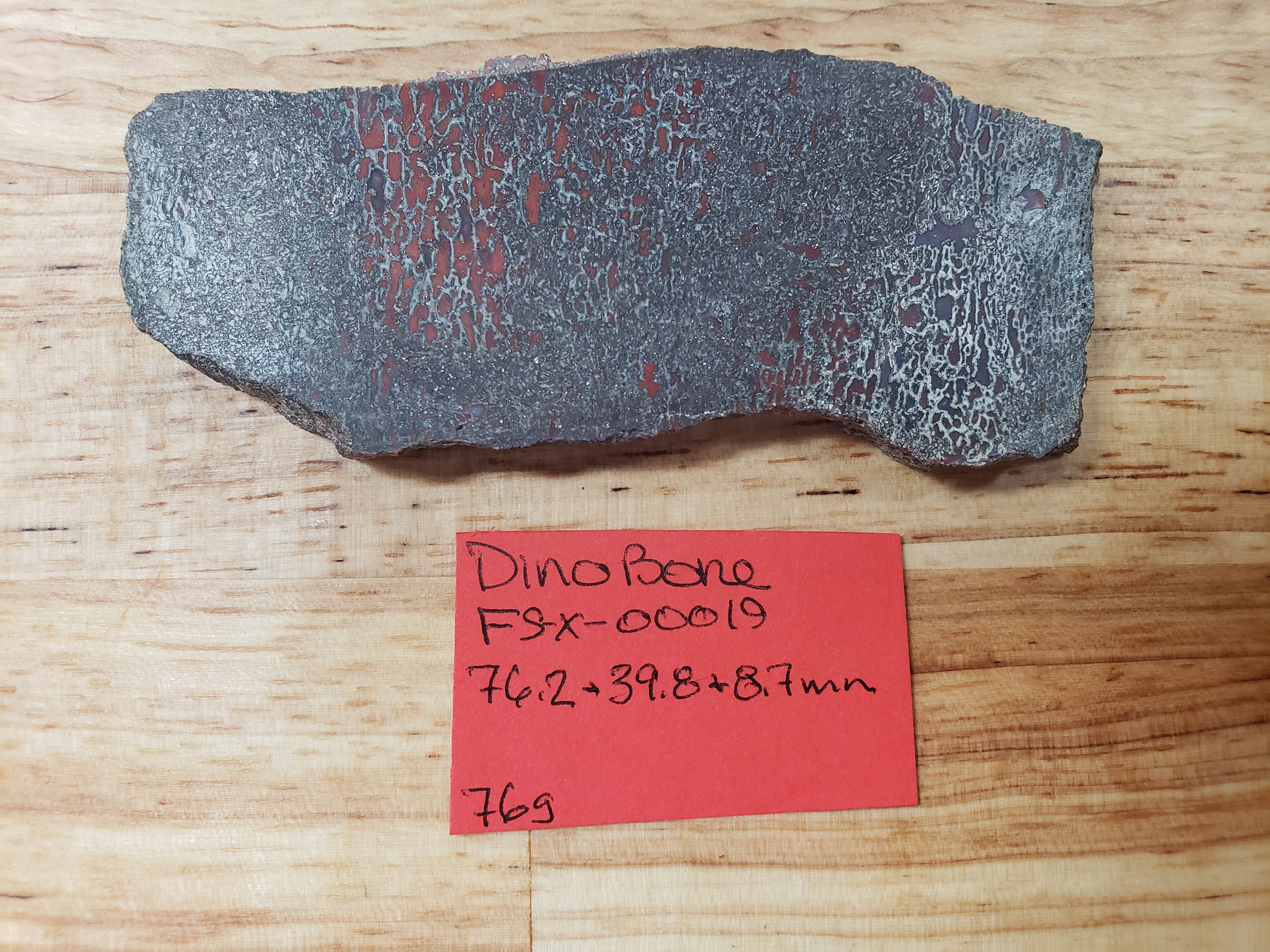 Dino Bone FS-x-00019