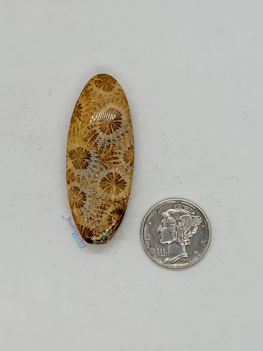 Petrified Coral FS-x-x-00047