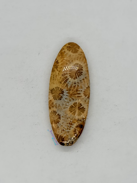 Petrified Coral FS-x-x-00047