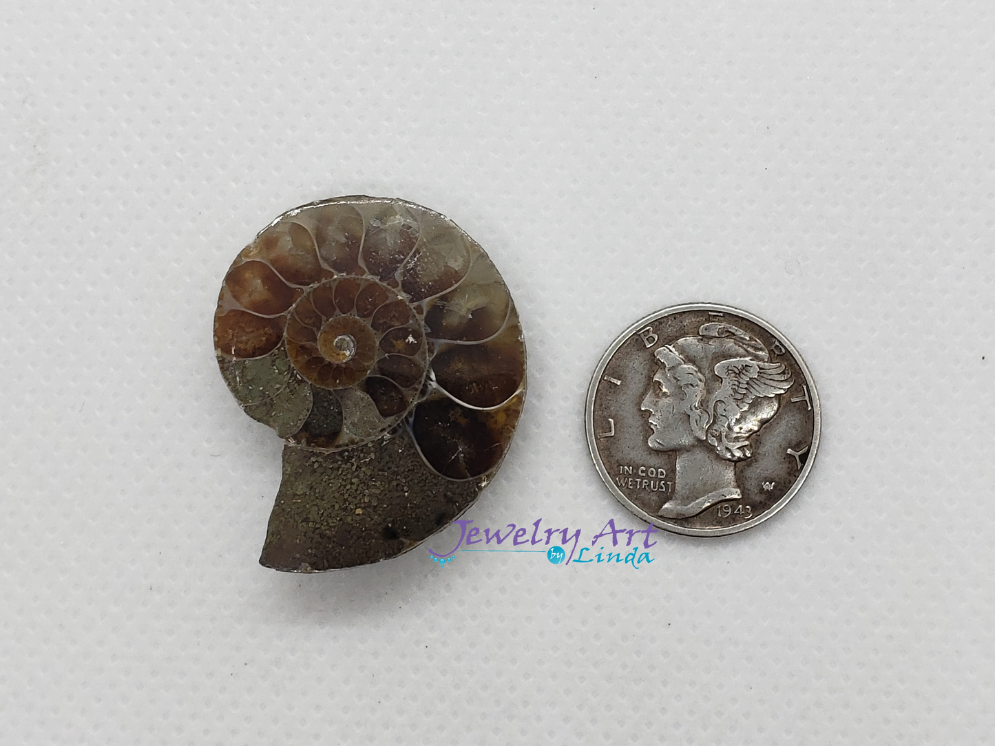 Ammonite FS-x-x-00018