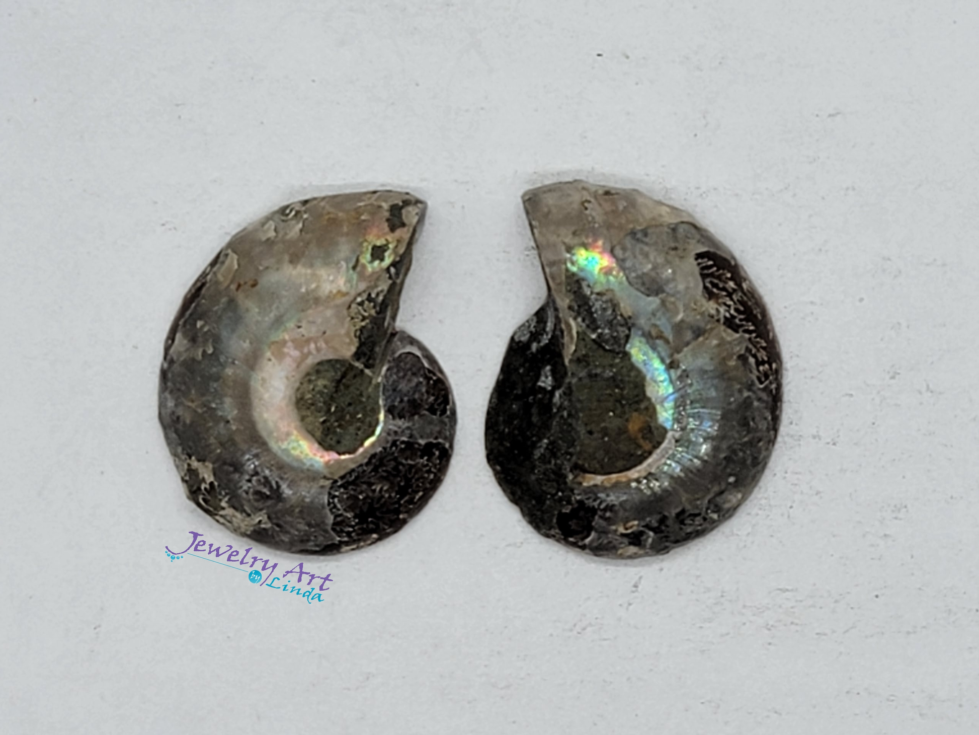 Ammonite FS-x-x-00043