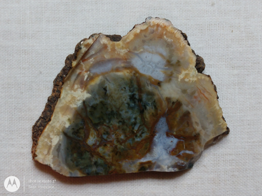 Coprolite FS-00006-06