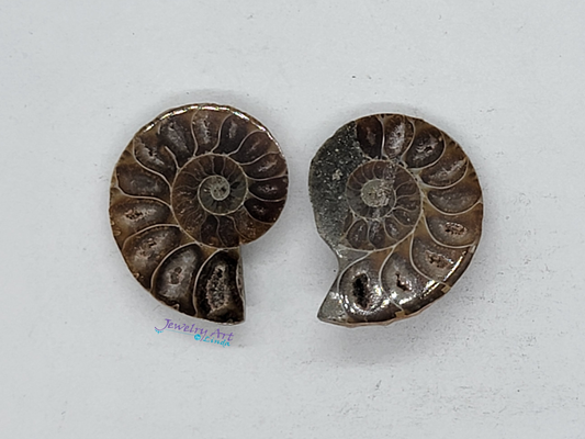 Ammonite FS-x-x-00043