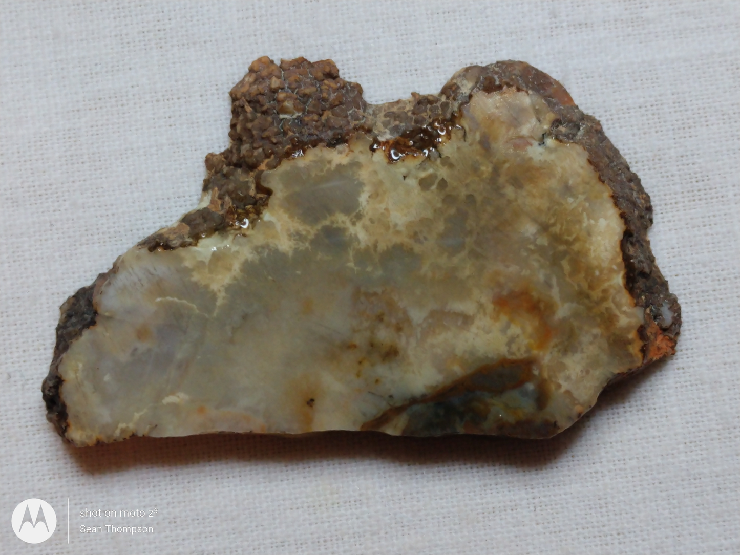 Coprolite FS-00006-02