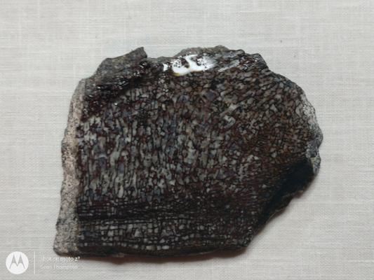 Dino Bone FS-00003-02