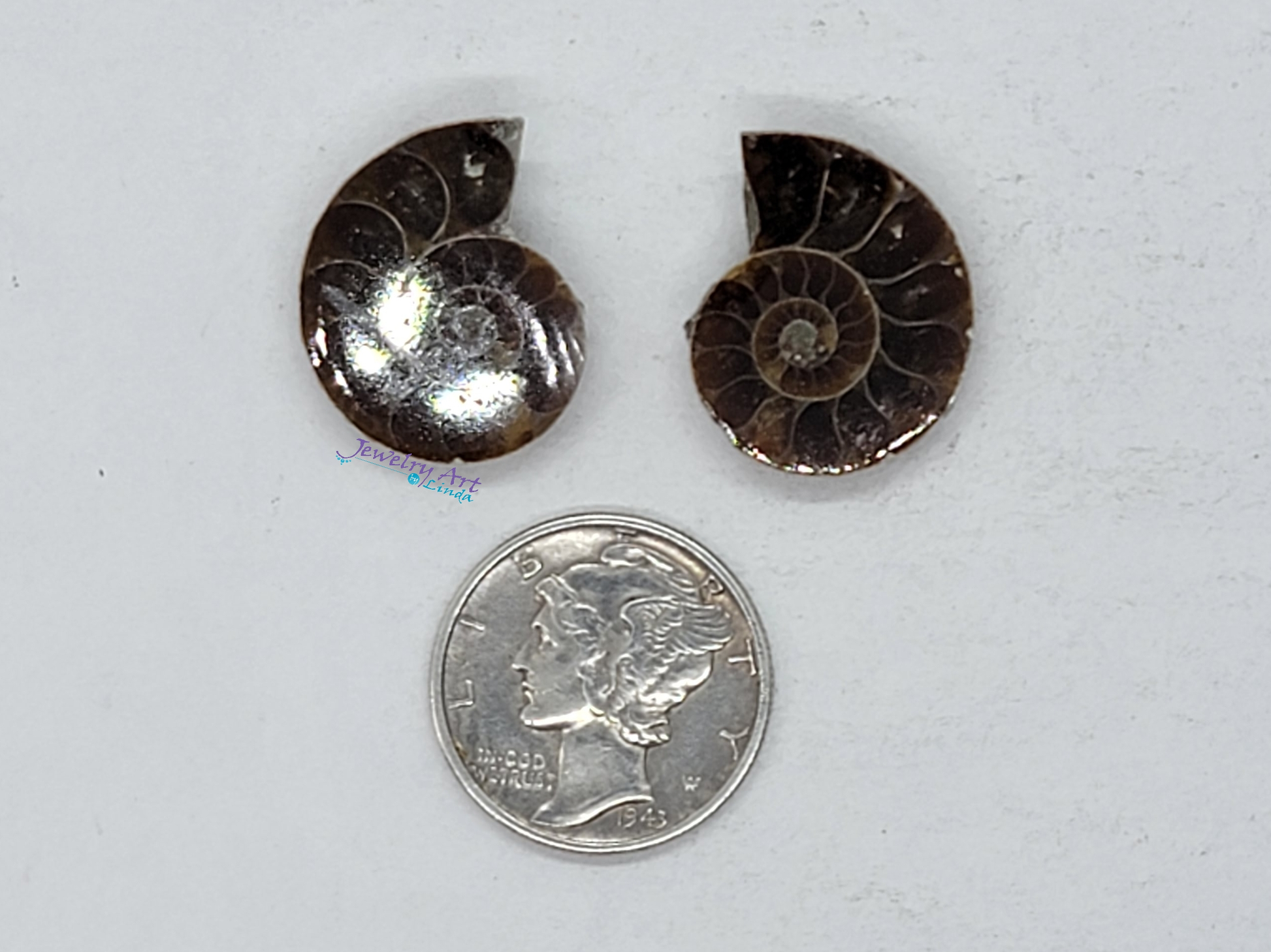 Ammonite FS-x-x-00035