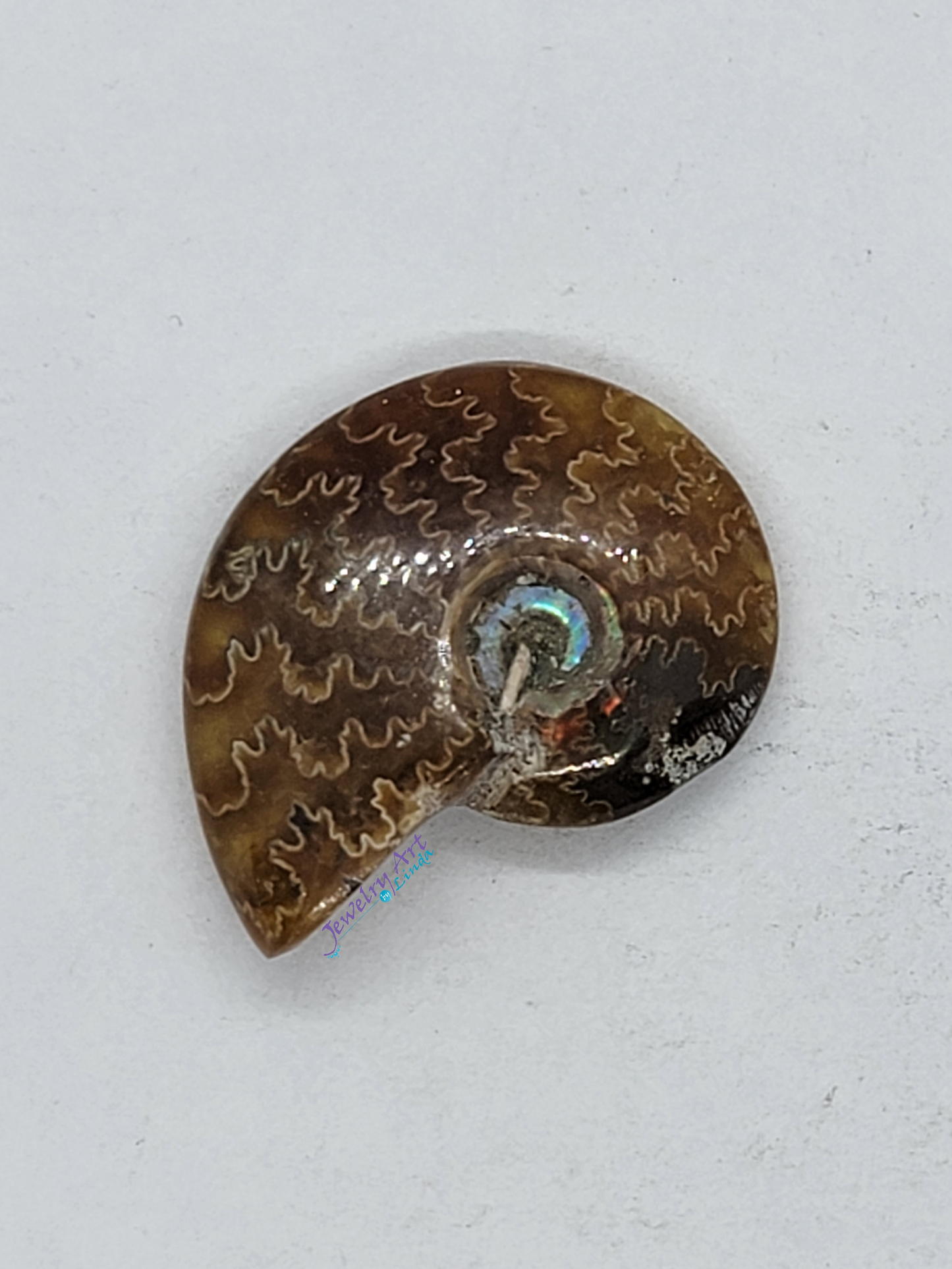 Ammonite FS-x-x-00033