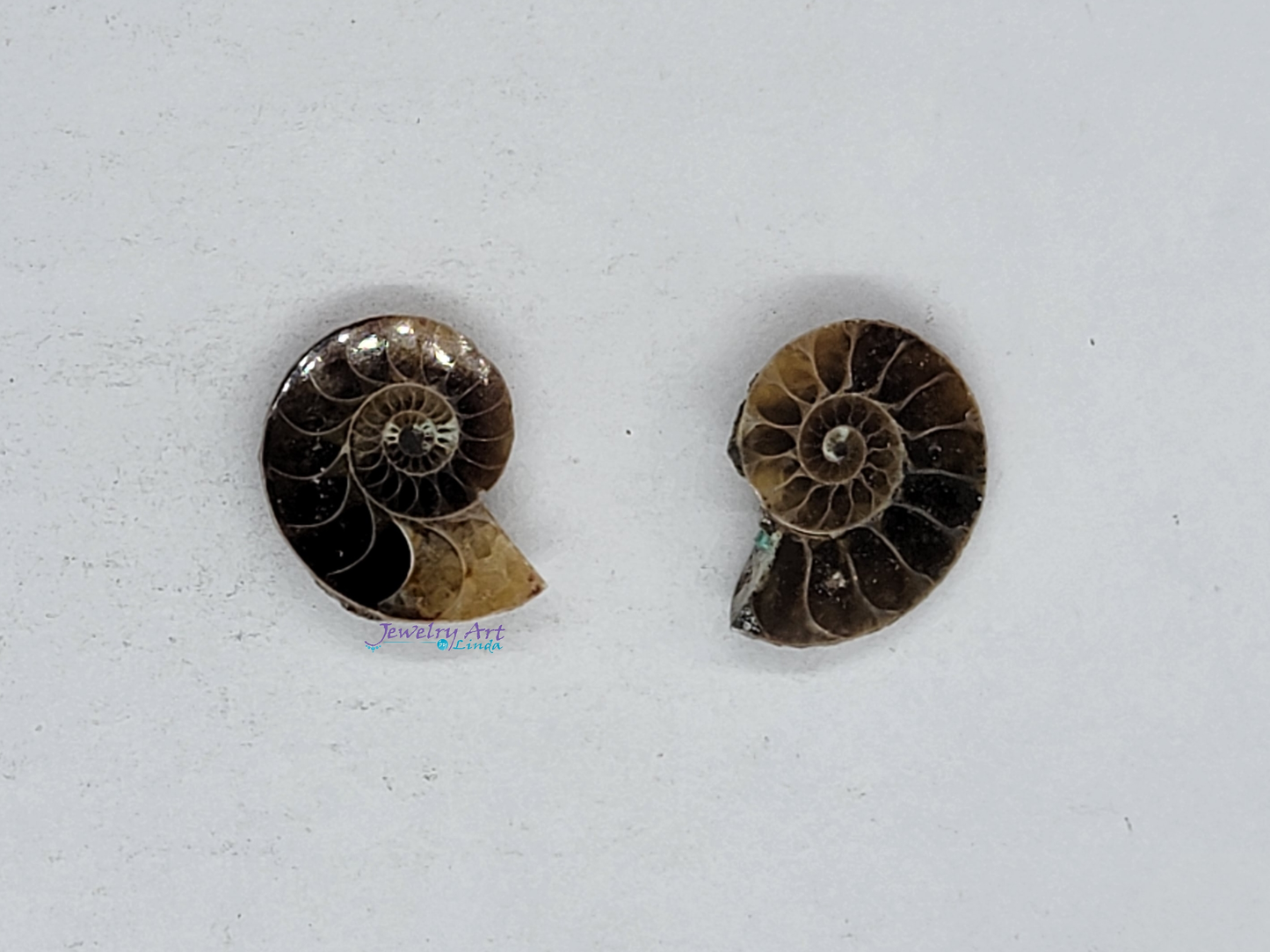 Ammonite FS-x-x-00037