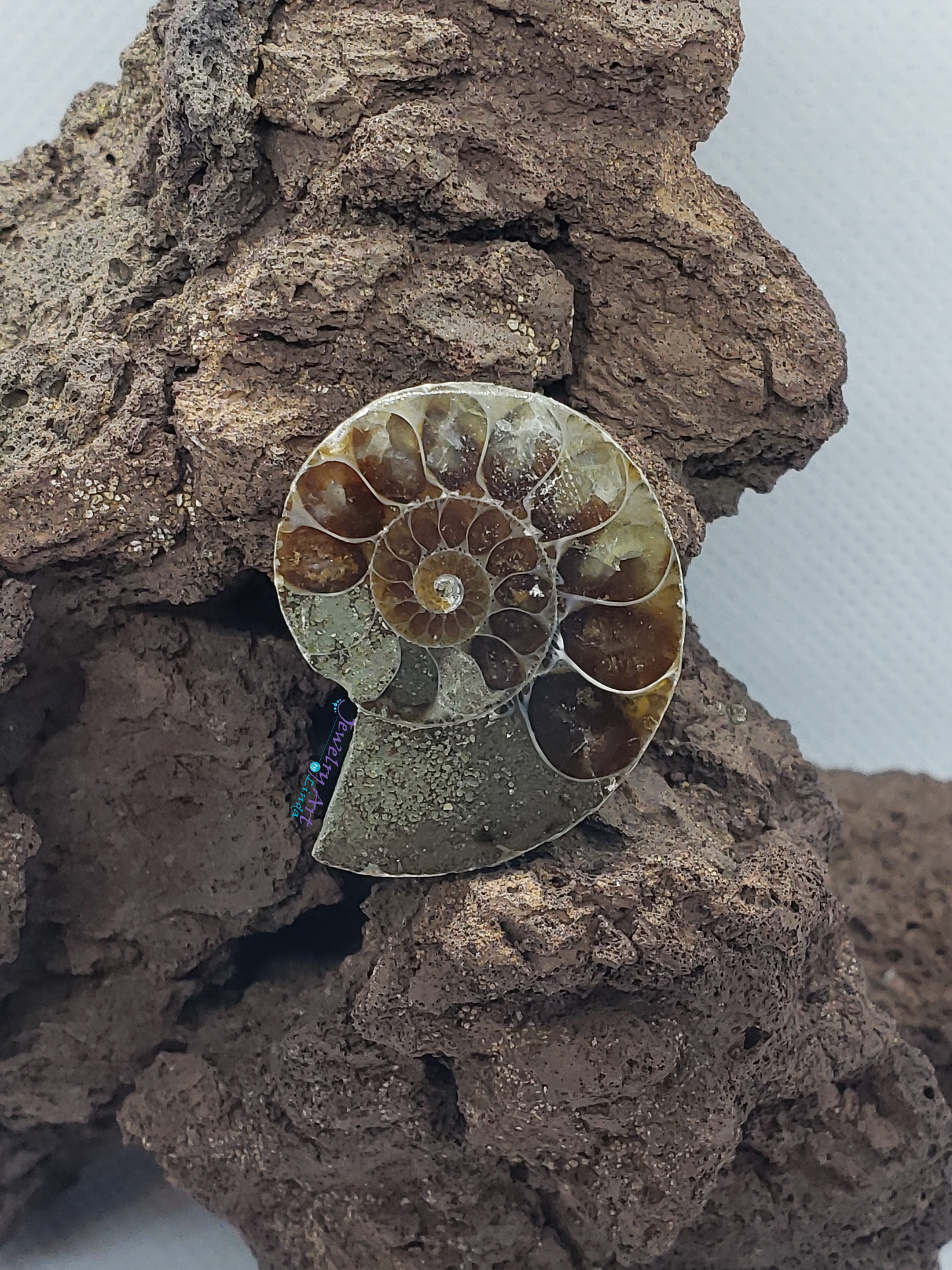 Ammonite FS-x-x-00018