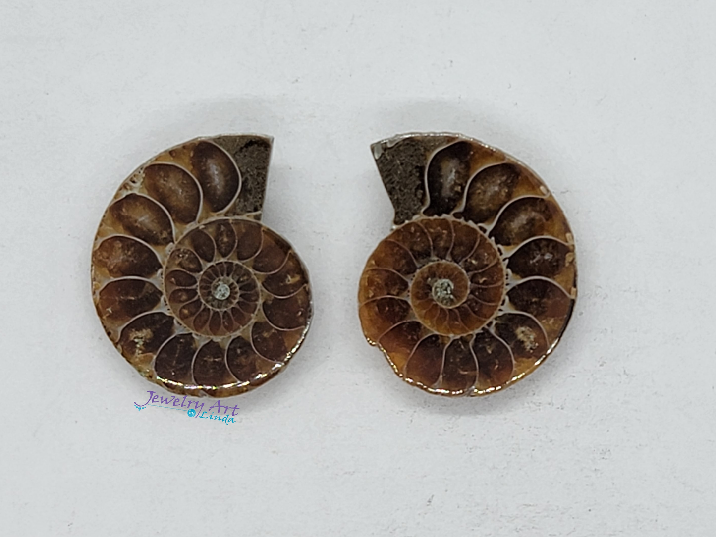 Ammonite FS-x-x-00042