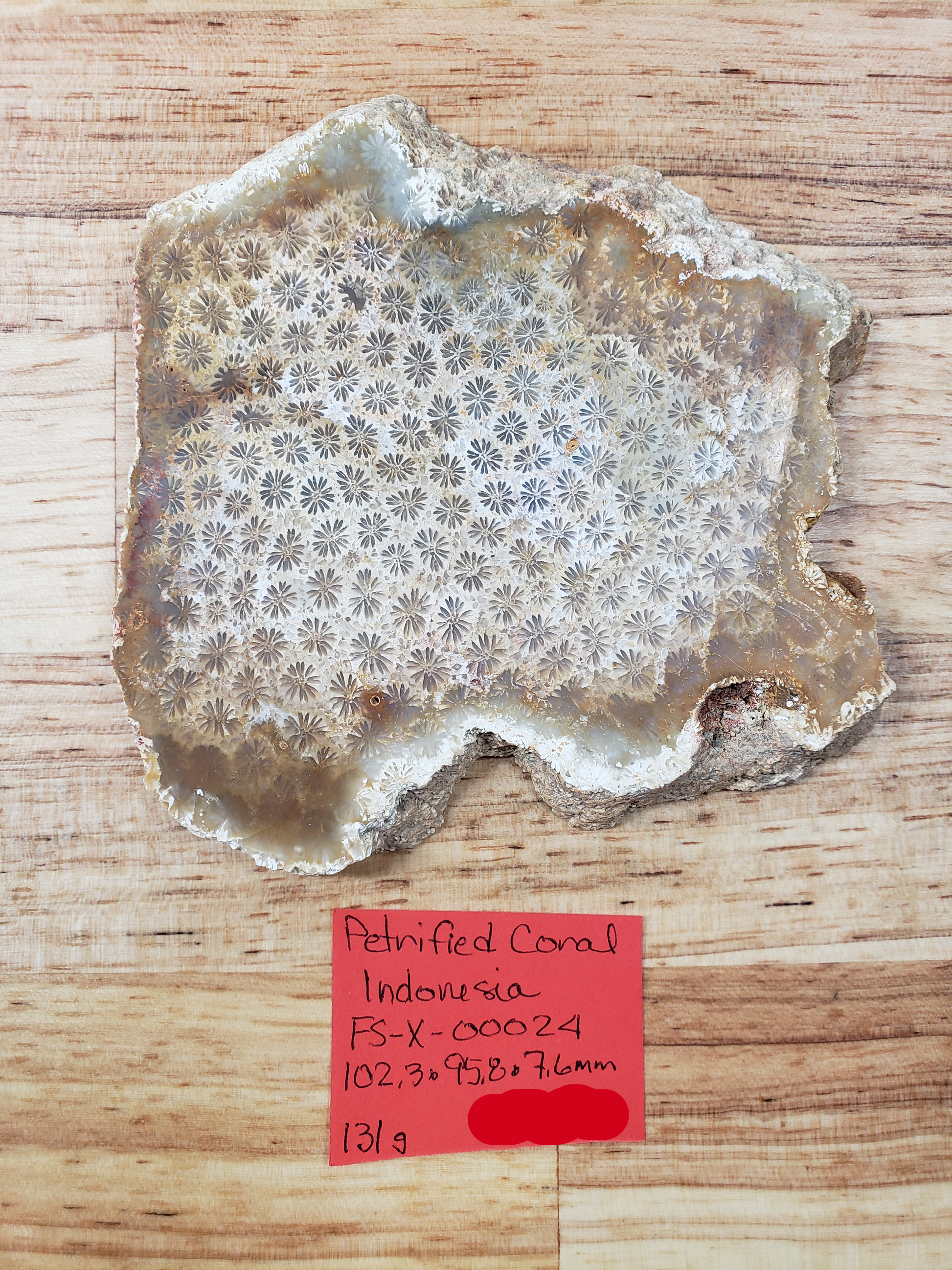 Petrified Coral FS-x-00024