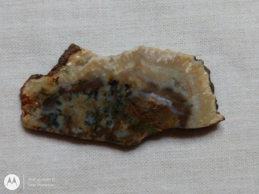 Coprolite FS-00006-08