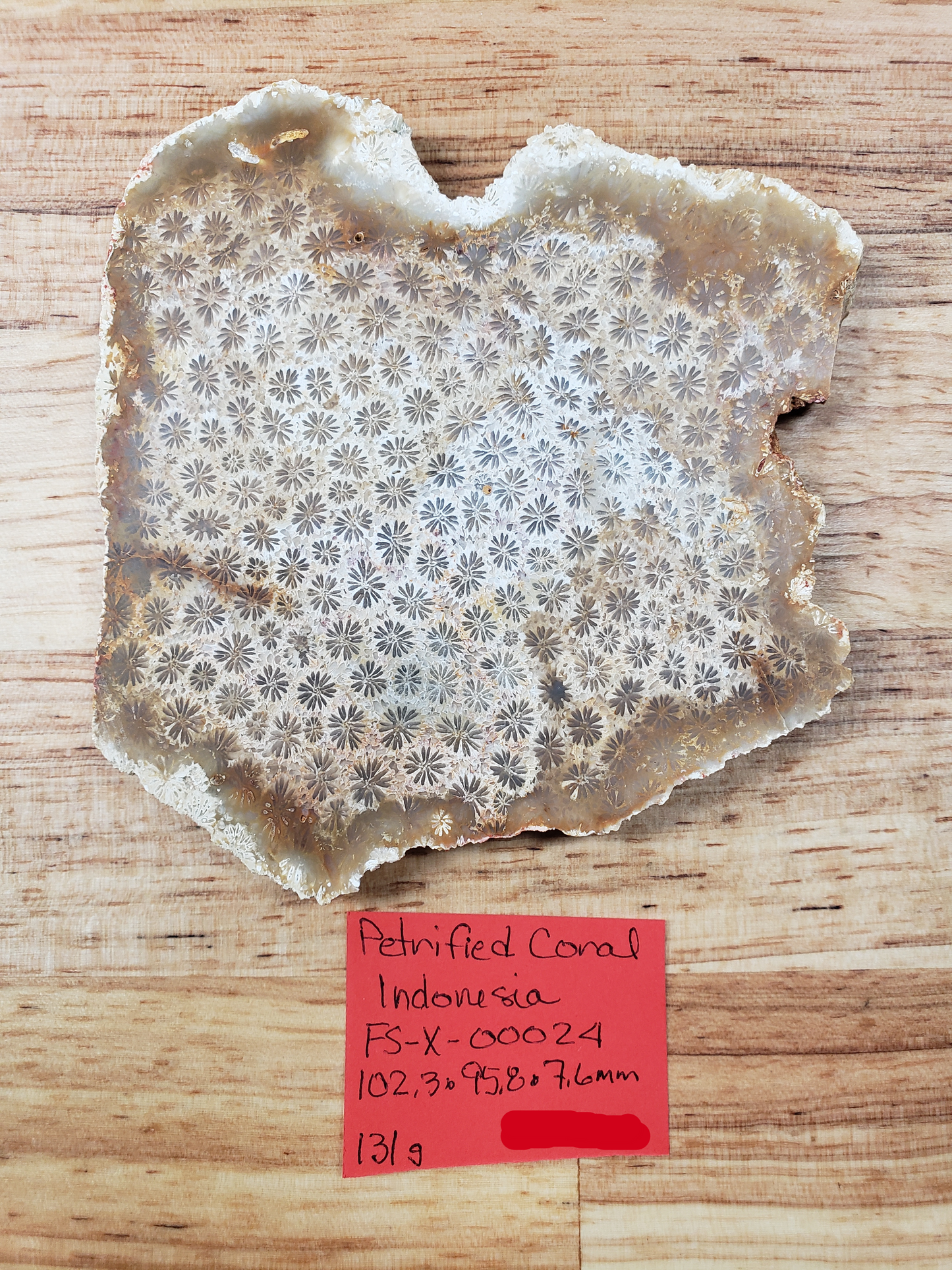 Petrified Coral FS-x-00024