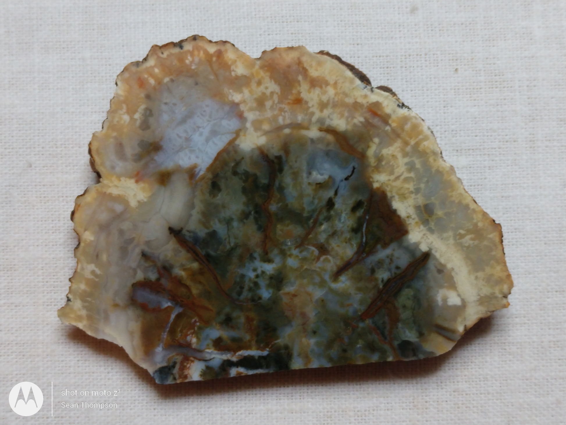 Coprolite FS-00006-06