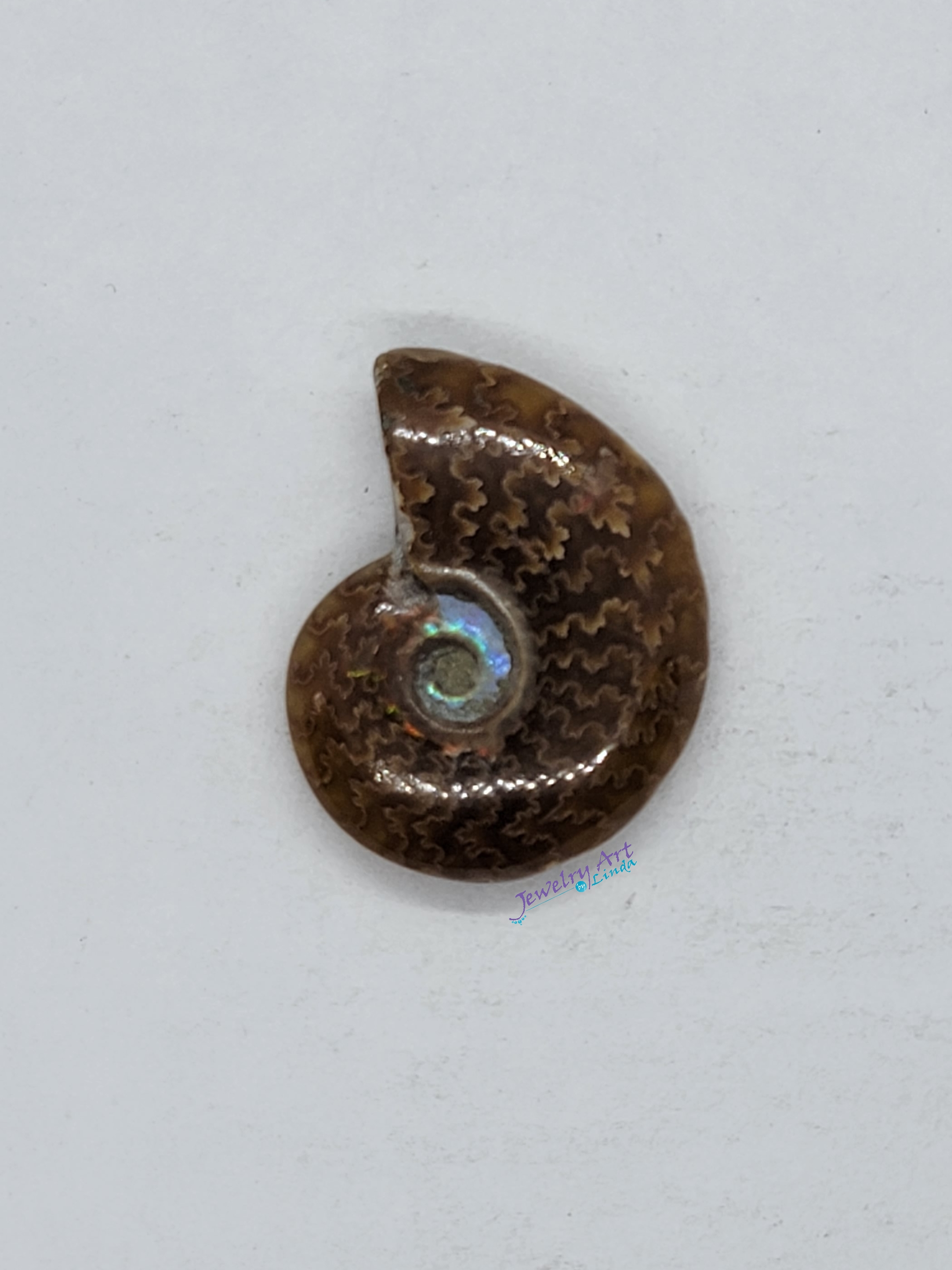 Ammonite FS-x-x-00032