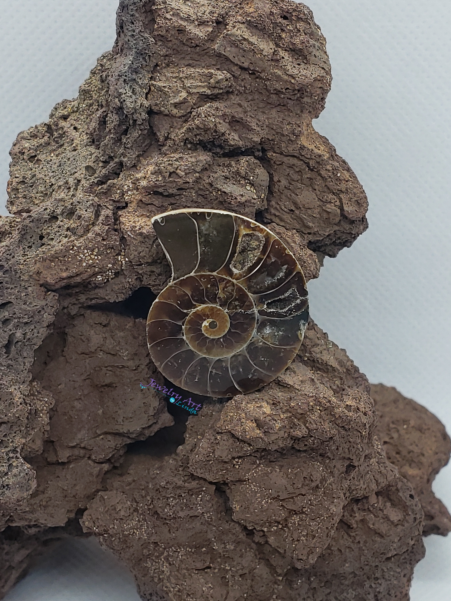 Ammonite FS-x-x-00017