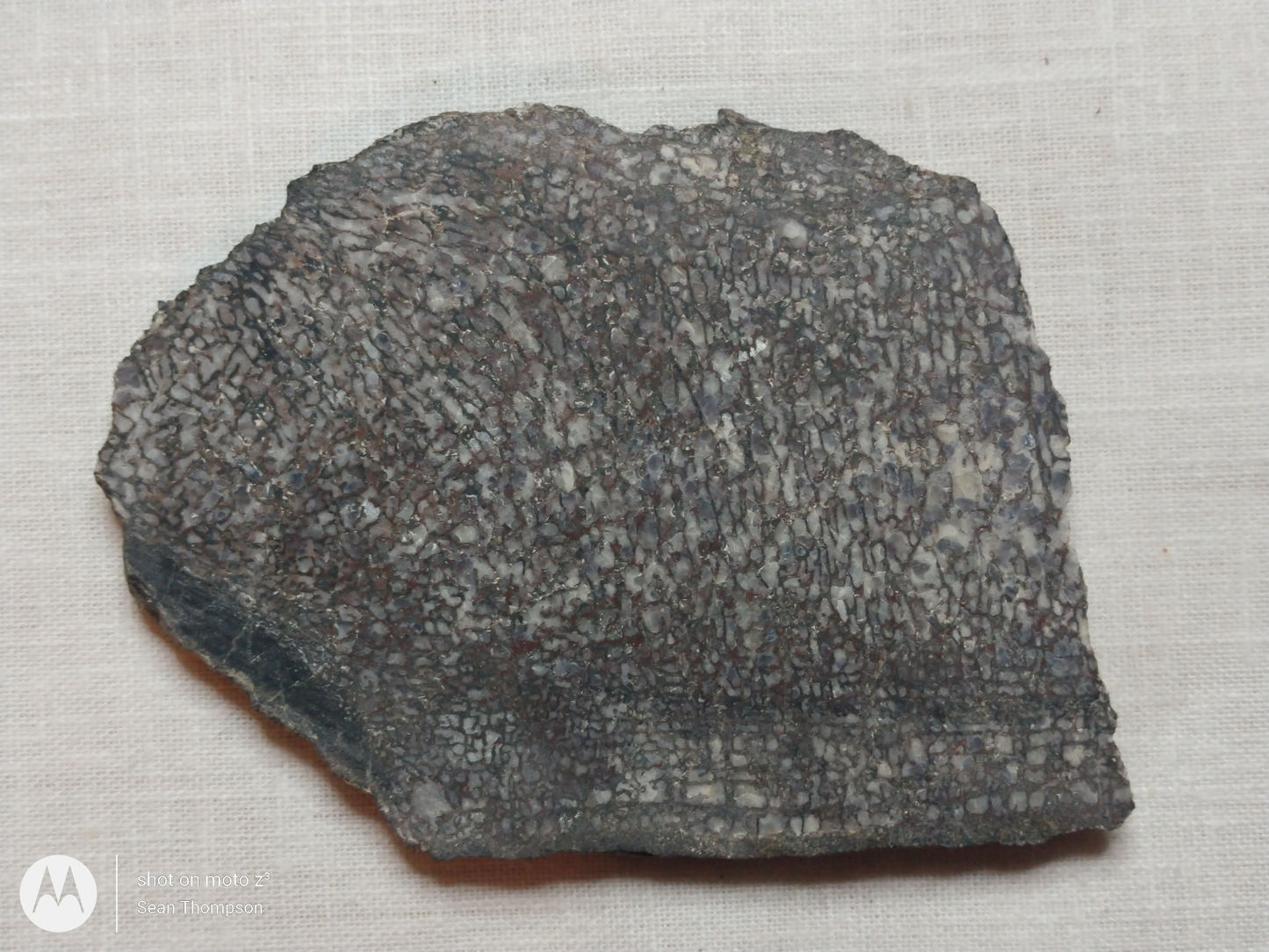 Dino Bone FS-00003-02