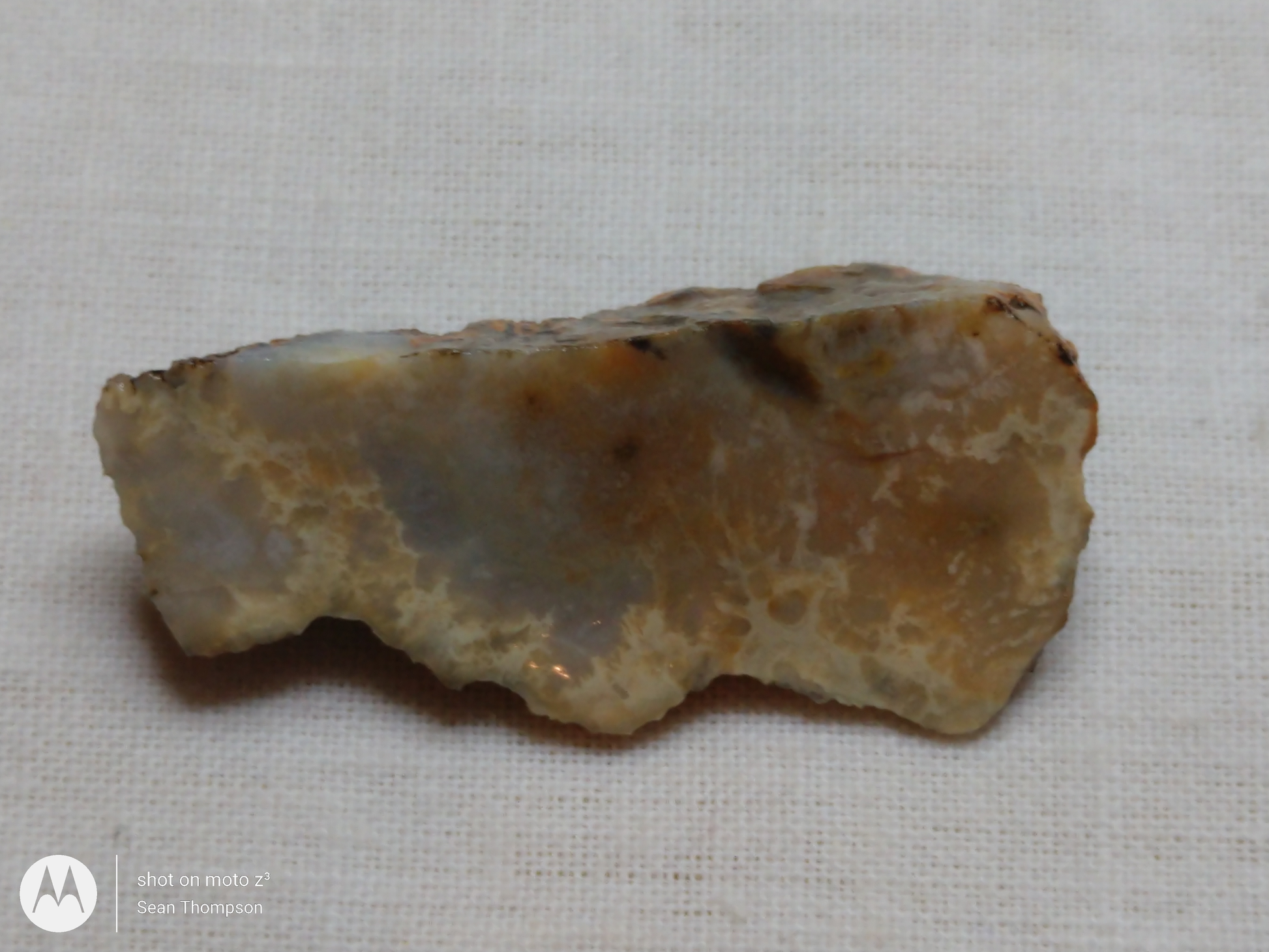 Coprolite FS-00006-01