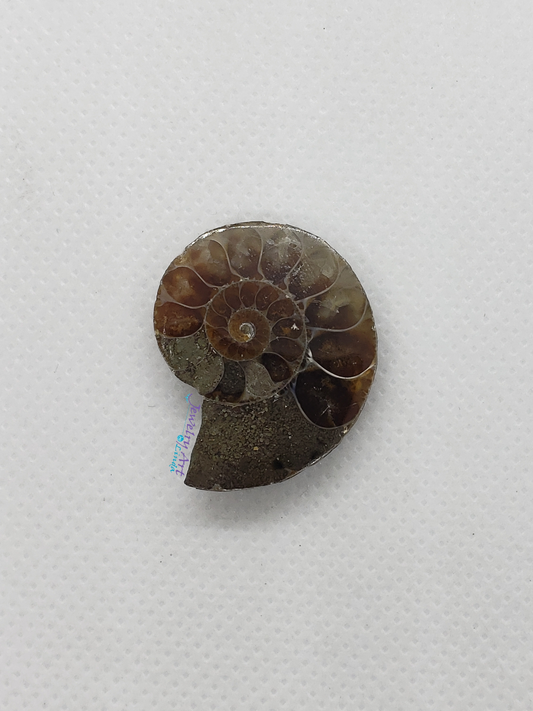 Ammonite FS-x-x-00018