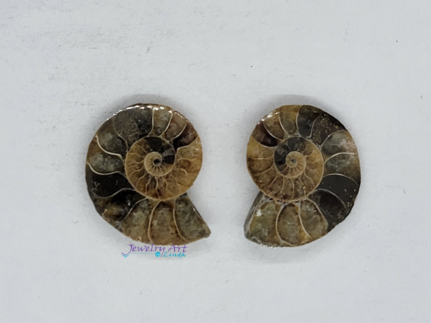 Ammonite FS-x-x-00045