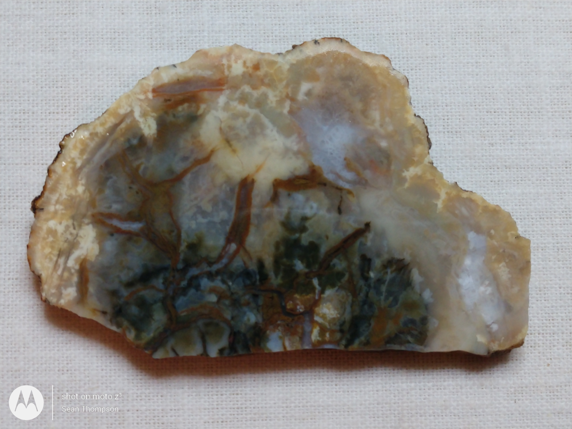 Coprolite FS-00006-03