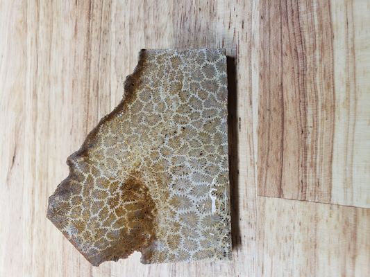 Petrified Coral FS-x-00023