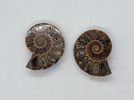 Ammonite FS-x-x-00044