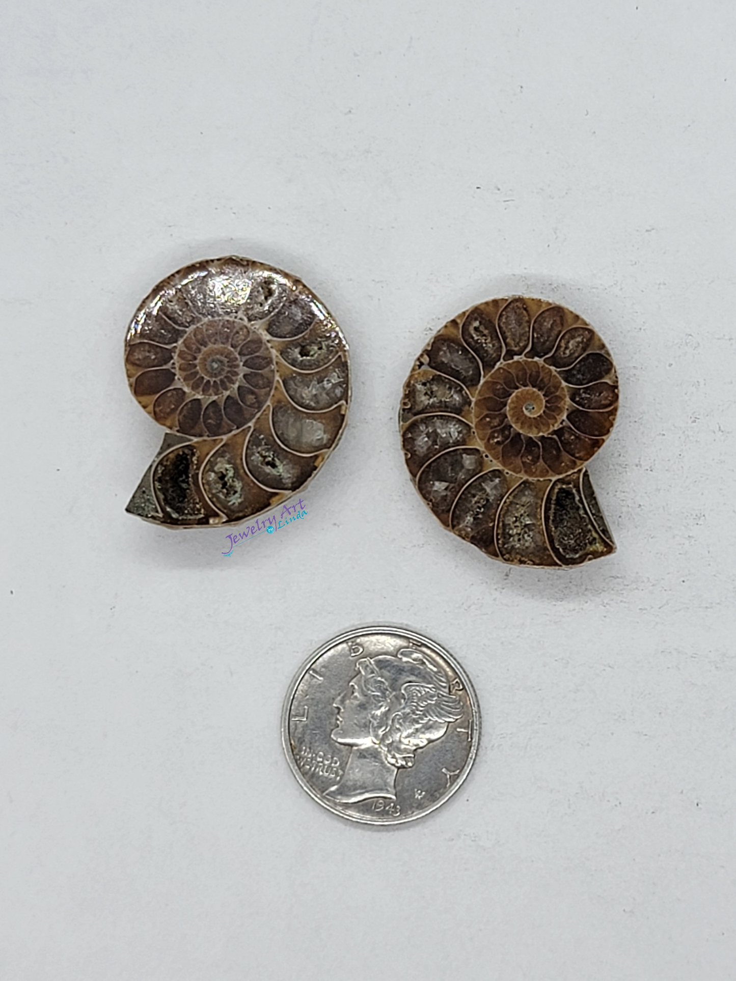 Ammonite FS-x-x-00044